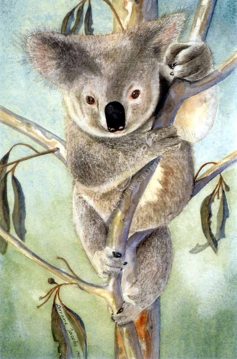 Koala – Lorraine Jacobs