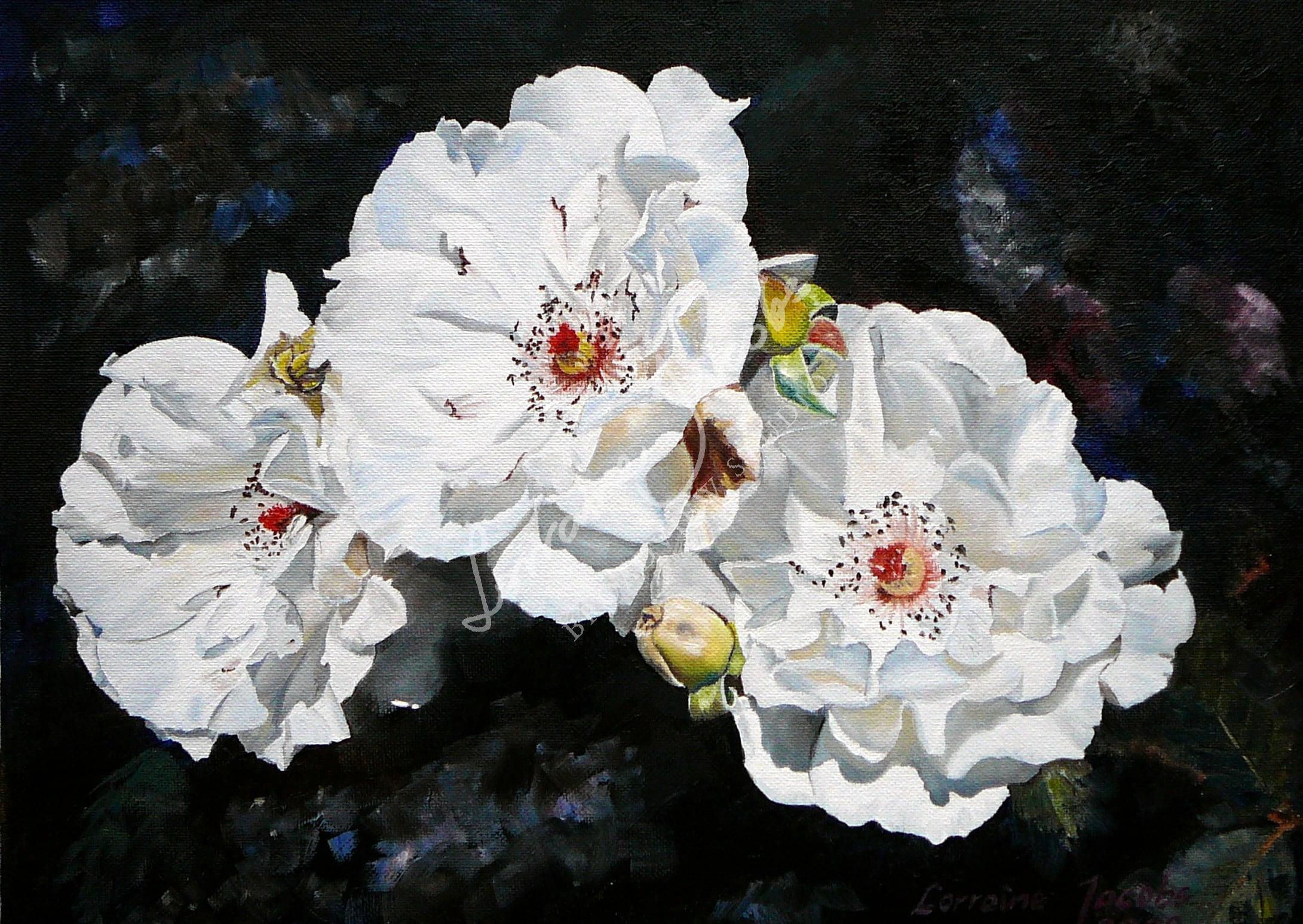 Summer Beauty (White Rose) – Lorraine Jacobs