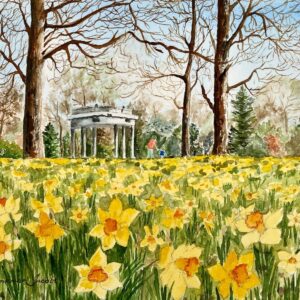 Daffodils, Hagley Park, Christchurch, New Zealand  (Original)