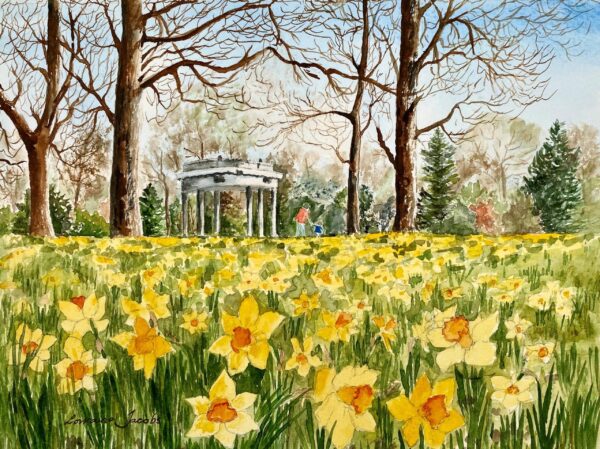 Daffodils, Hagley Park, Christchurch, New Zealand  (Original)