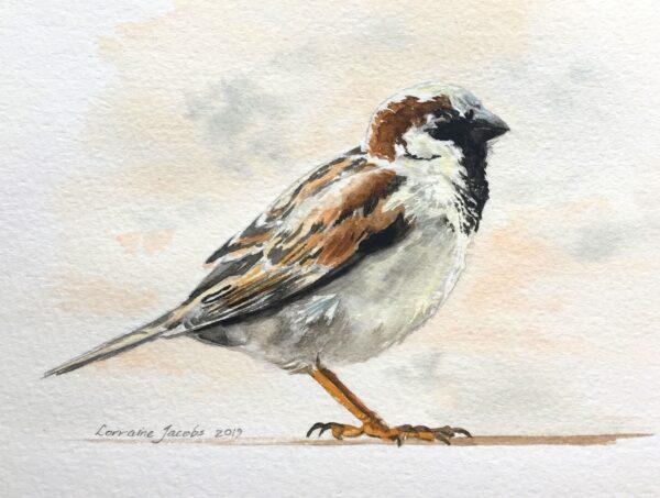 Male Sparrow (Original)
