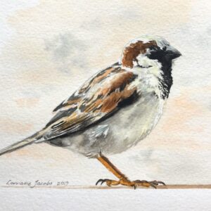 Male Sparrow (Original)