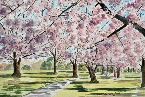 Spring Blossoms, Hagley Park